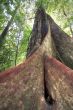 big ficus tree in jungle