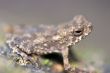 little tropical toad