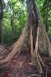 big ficus tree in jungle