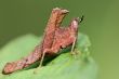 strange tropical grasshopper