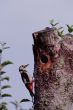 Woodpecker