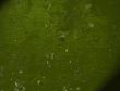 Great for textures and backgrounds