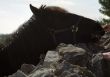Eating Horse