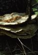 Fungus