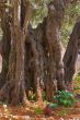 In Gethsemane Garden  in Jerusalem.