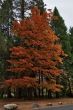 Autumn holyday