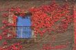 Red ivy.