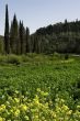 Forest meadow