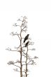 Two birds on white background