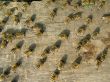 Many Bees on Frame