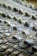 crocodile skin