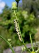 Big caterpillar on a stalk