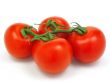 Tomatoes with clipping path