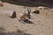 Speke`s Gazelle