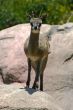 klipspringer