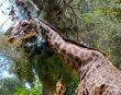 giraffe