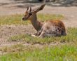 Speke`s Gazelle