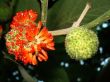 wild fruit