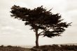 Tree on the beach