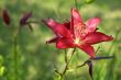 red lily