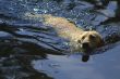 dog swimming