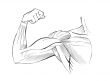 Arm muscles