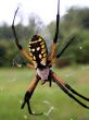 Orbweaver