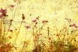old-fashioned flower