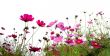 red flowers