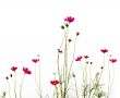 red flowers