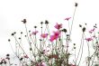 red flowers