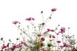 red flowers