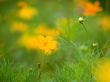 orange flowers