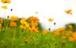 orange flowers
