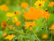 orange flowers