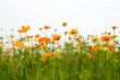 orange flowers