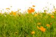 orange flowers