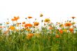 orange flowers