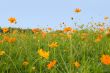 orange flowers