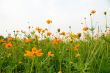 orange flowers