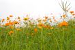 orange flowers