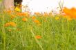 orange flowers