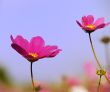 red flowers