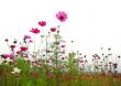 red flowers