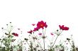 red flowers