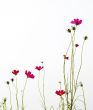red flowers