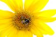 Bumblebee on a sunflower