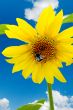 Bumblebee on a sunflower