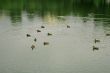 big pond