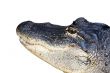 Alligator